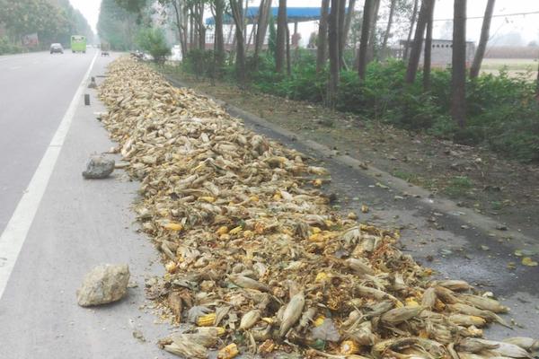 农村的玉米被雨水淋了,玉米被雨水淋了有影响吗