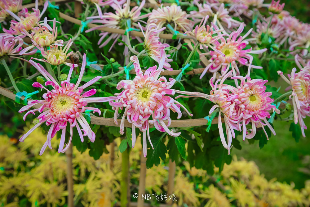 南通适合亲子游玩的园区,南通绿博园旁边游玩的地方