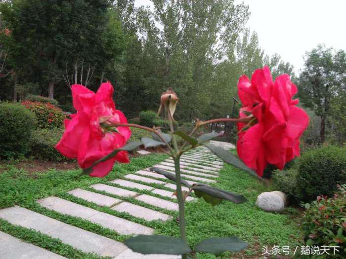 如何对付强迫症的思维,强迫症怎么做到顺其自然呢