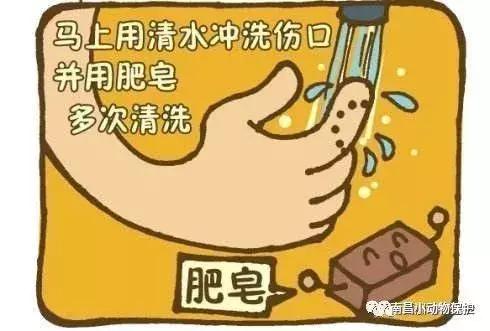 世界狂犬病日漫画,世界狂犬病漫画