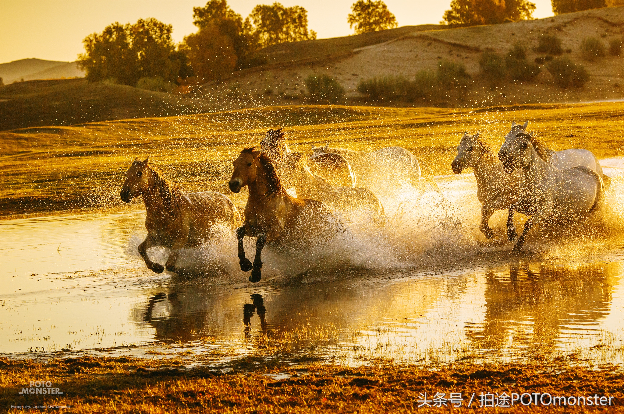 坝上草原奔马摄影作品,坝上草原拍奔马