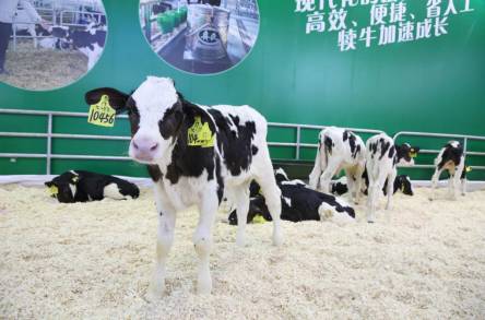 建设中的南京国际博览中心,南京市建邺区国际博览会议中心