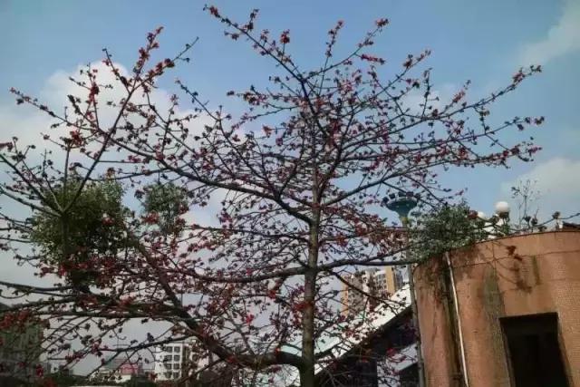 全国十大最美中学,亚洲最美中学