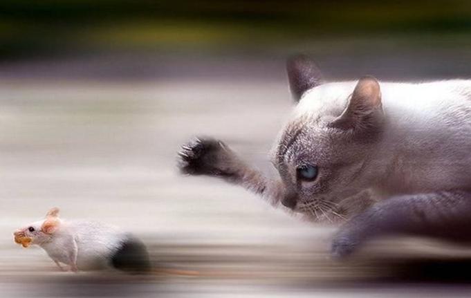 自制猫粮好还是买的猫粮好,自制猫粮配方最好十款猫粮