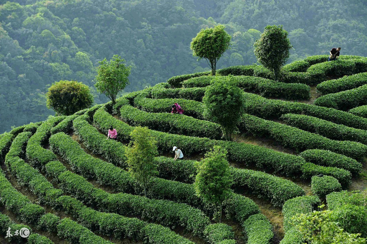 铁观音茶叶功效,降脂茶叶的功效