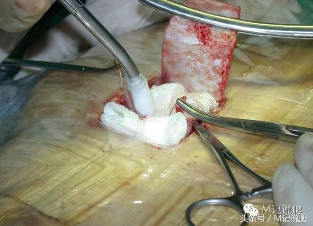 苏卡达陆龟乌龟卡脖子,苏卡达陆龟下颚裂开