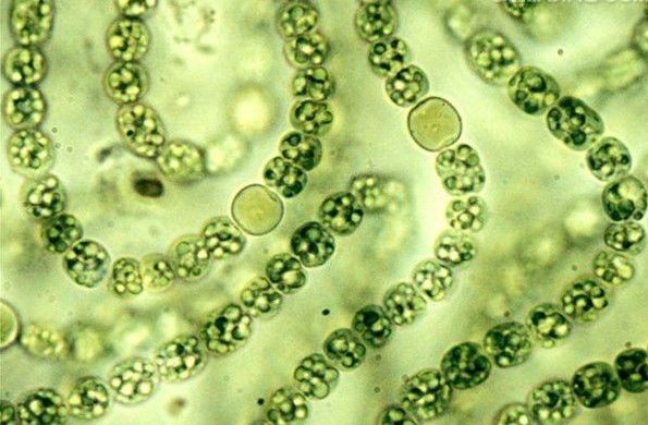 蓝绿细菌的生物钟，“另类”还是“先驱”？｜迷上生物钟（2）