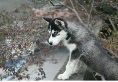 男子买了100只哈士奇,男子买了一只哈士奇