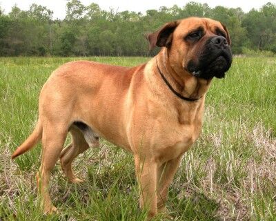 世界名犬视频,世界名犬斗牛