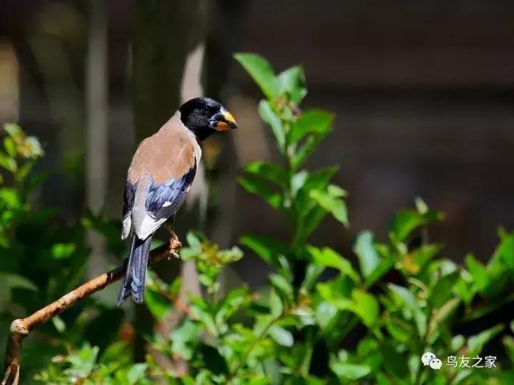养蜡嘴鸟的心得,养黑尾蜡嘴鸟要注意什么