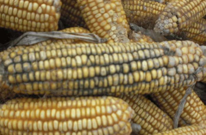 下大雨晾晒的玉米怎么办,玉米发芽后遇低温天气怎么办