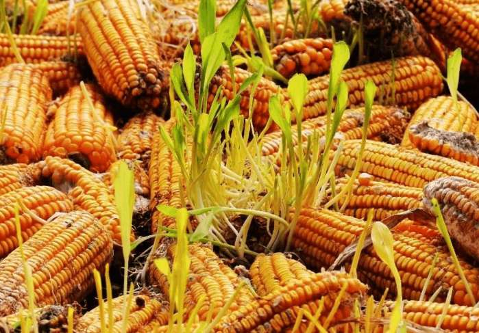 下大雨晾晒的玉米怎么办,玉米发芽后遇低温天气怎么办
