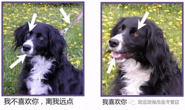 被狗追怎么自救演示,被狗追怎么自救神回复