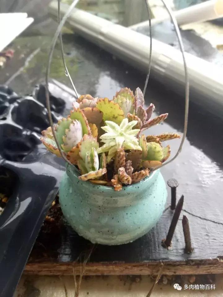 不死鸟的正确养法,如何养不死鸟