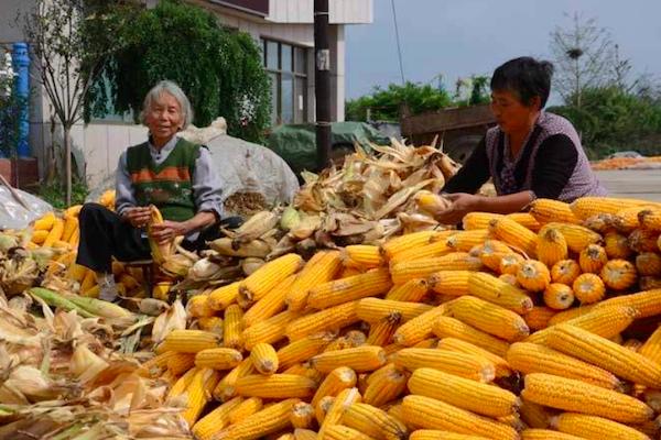 农村的玉米被雨水淋了,玉米被雨水淋了有影响吗