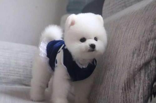 博美便秘吃红薯,博美便秘