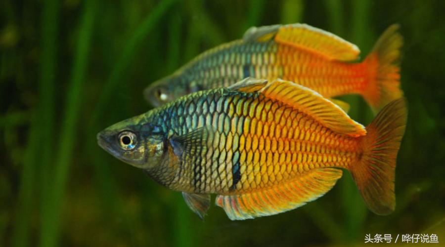 最漂亮的鱼缸大全,六大美女都有哪些