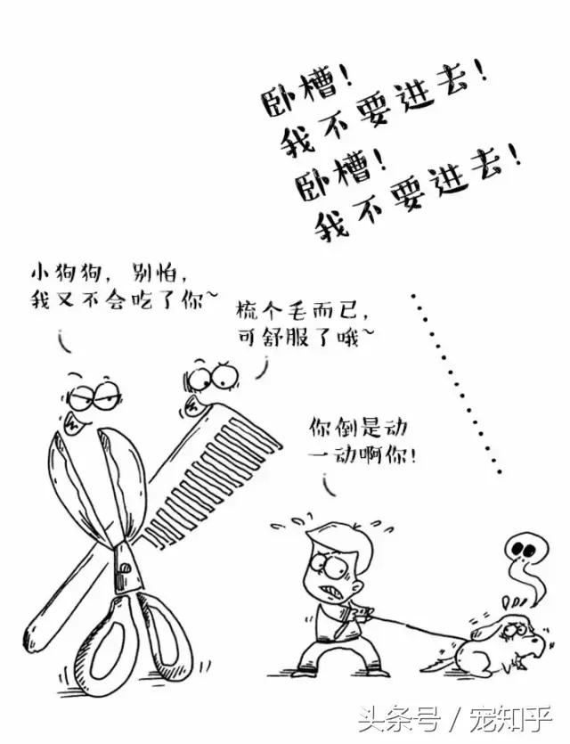 为什么狗总是害怕去宠物店,狗为什么总是害怕进宠物店