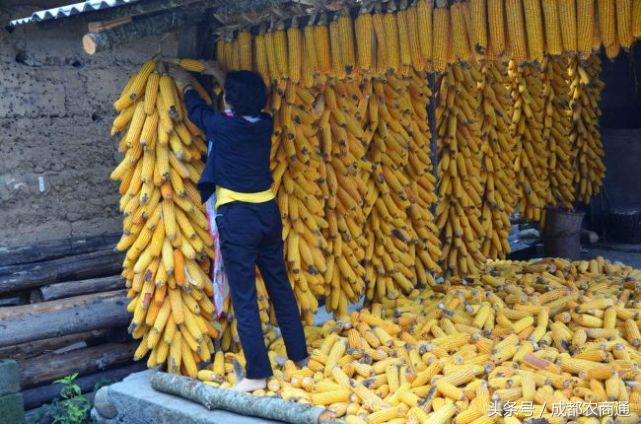 玉米发霉怎么挽救,玉米发霉用什么药最好