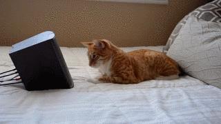 猫咪寄养屋,猫咪寄养民宿