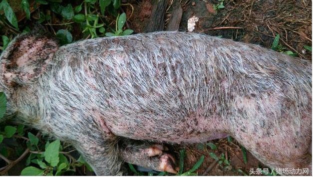 仔猪站立不稳摇晃转圈圈是什么病,保育猪常见病快速诊疗图谱