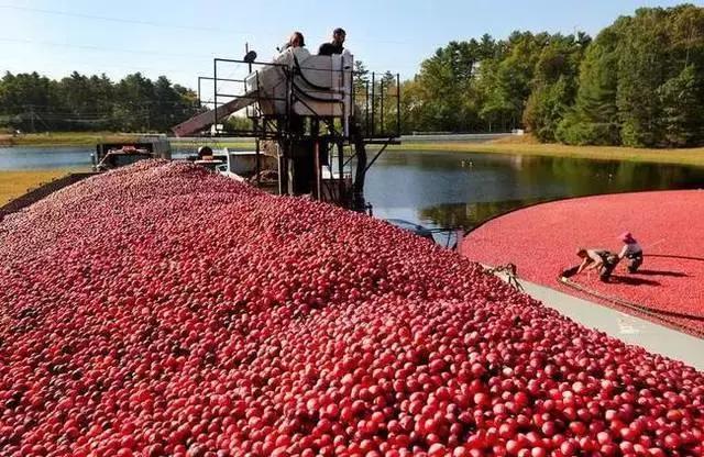 蔓越莓背后的神秘传说,她是个有故事的水果