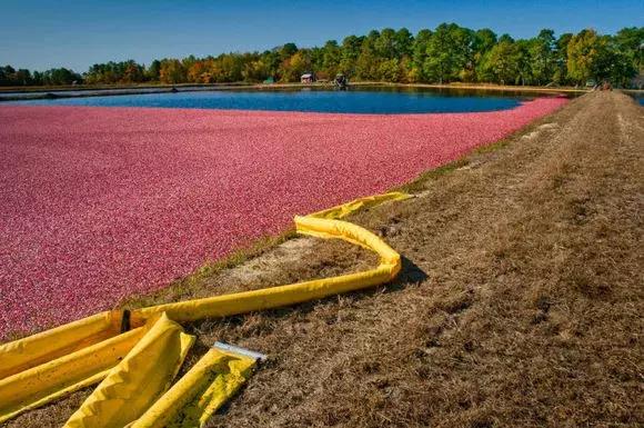 蔓越莓背后的神秘传说,她是个有故事的水果