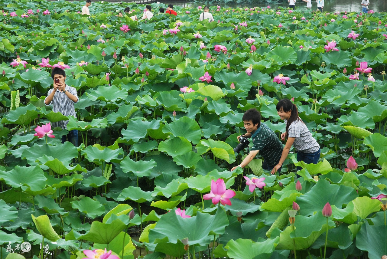 为什么在农村创业的人比较少,为什么越来越多的人都希望去创业