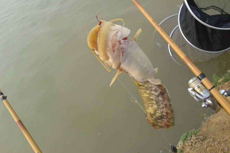 钓鲤鱼高手经验,钓鲶鱼最厉害的人