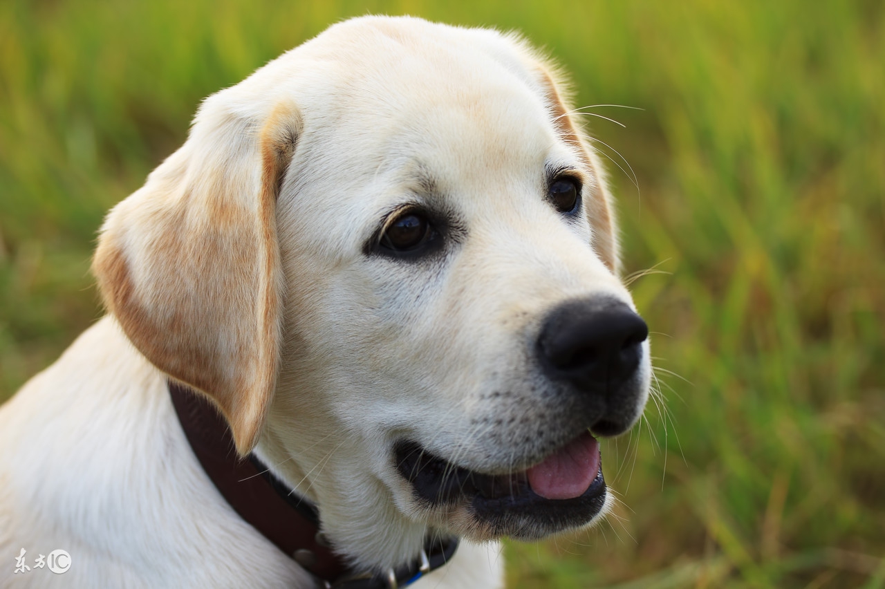 拉布拉多被卖给狗贩子哭了,捡到一只拉布拉多犬却又后悔了