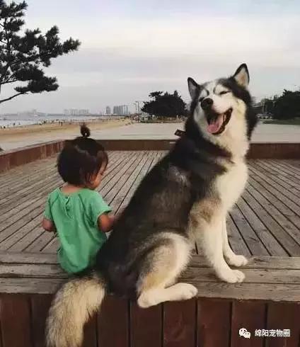 怎么养哈士奇养得比较大,养哈士奇怎么养得好