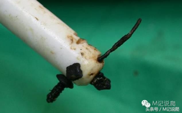 苏卡达陆龟乌龟卡脖子,苏卡达陆龟下颚裂开