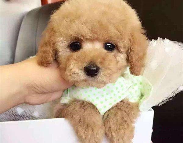 泰迪吃完打虫药精神状况不好也不肯吃饭！