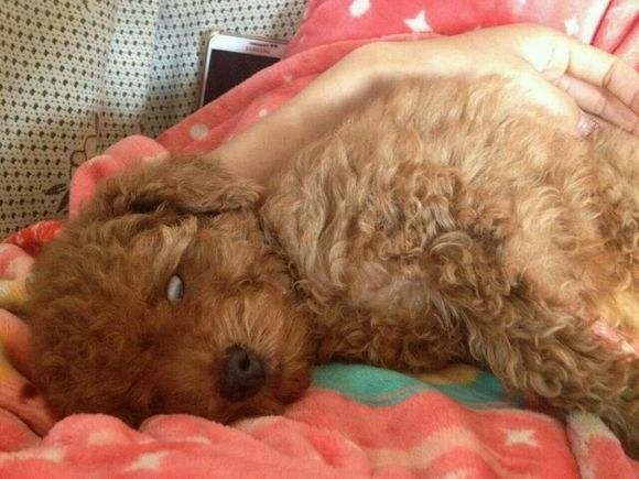 泰迪吃完打虫药精神状况不好也不肯吃饭！