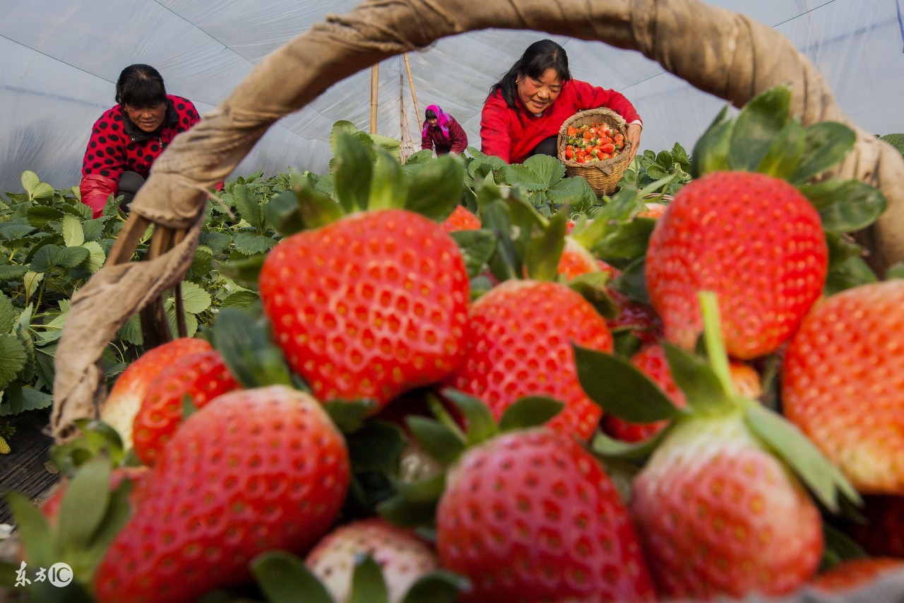 芽枯病草莓能治好吗,草莓芽线虫症状