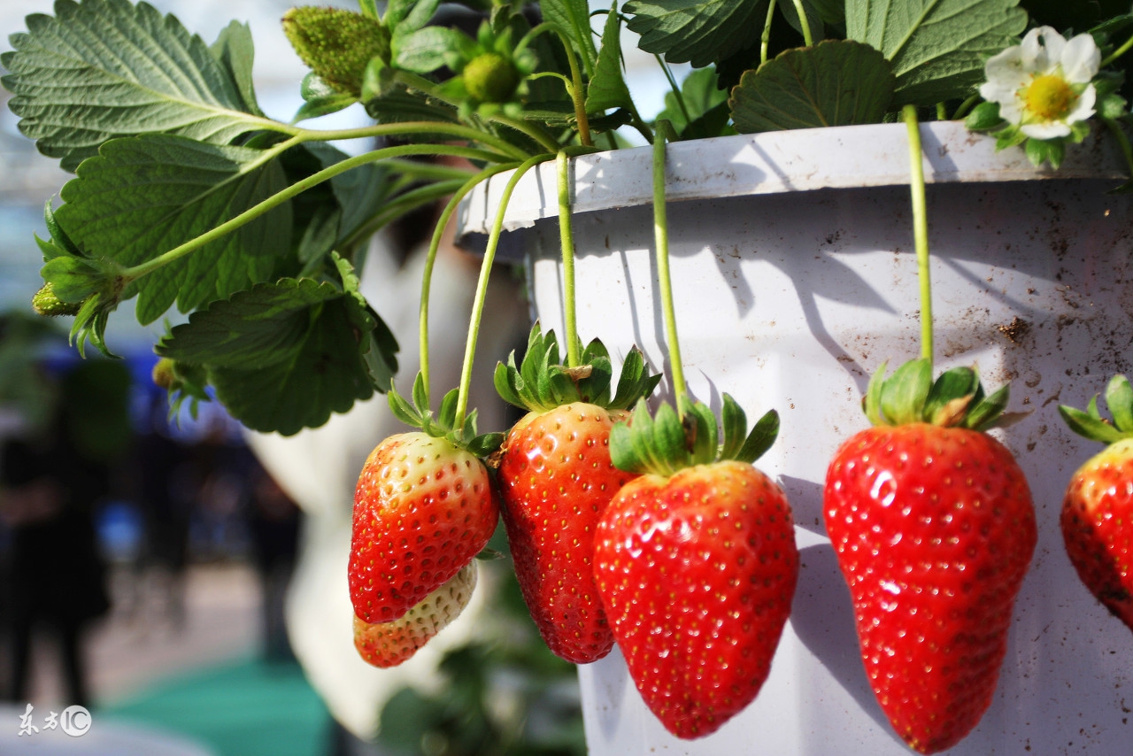 芽枯病草莓能治好吗,草莓芽线虫症状