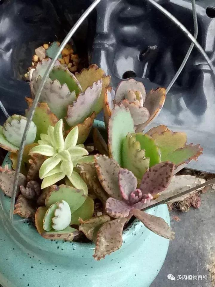 不死鸟的正确养法,如何养不死鸟