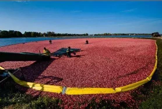 蔓越莓背后的神秘传说,她是个有故事的水果