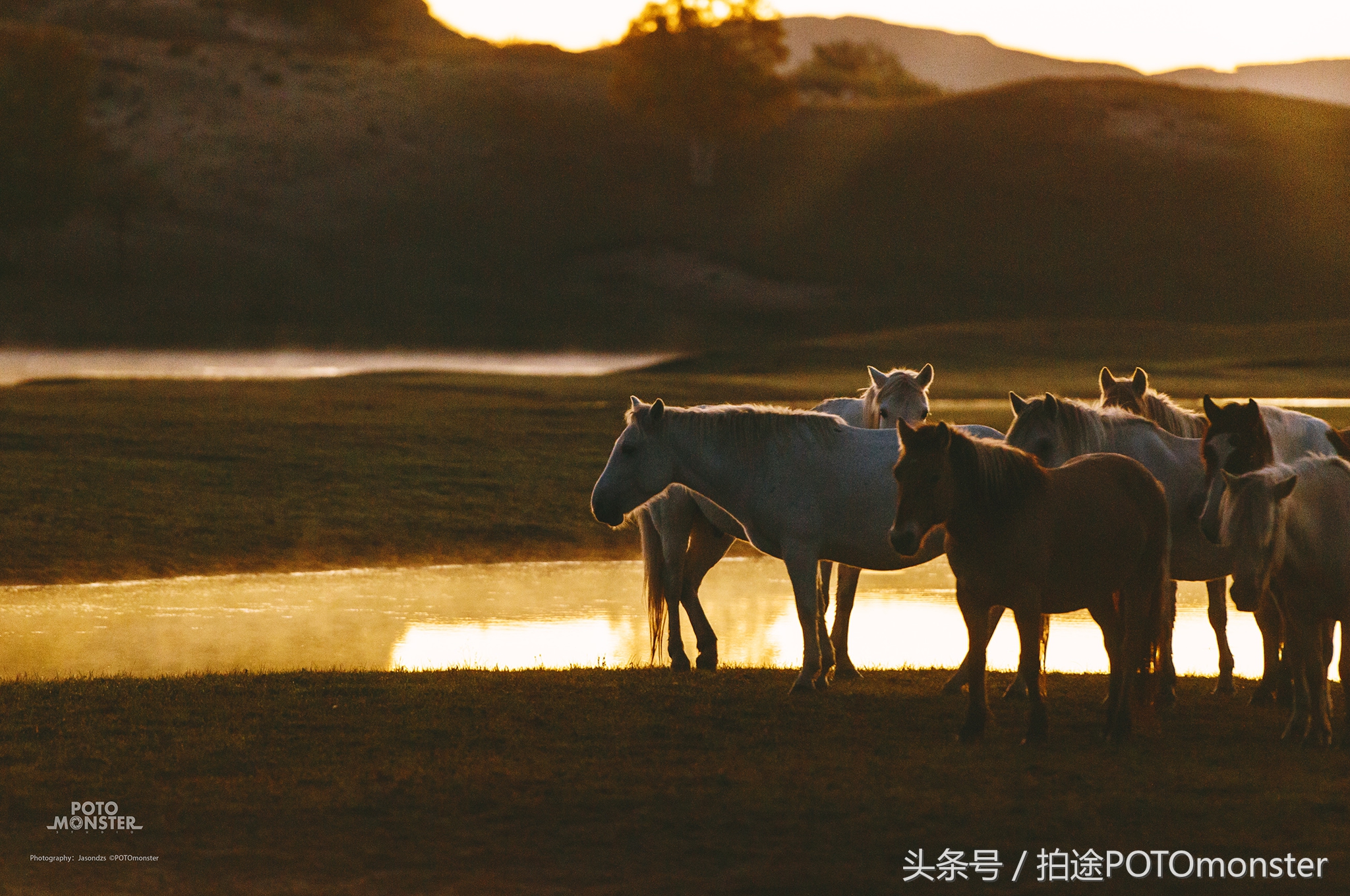 坝上草原奔马摄影作品,坝上草原拍奔马