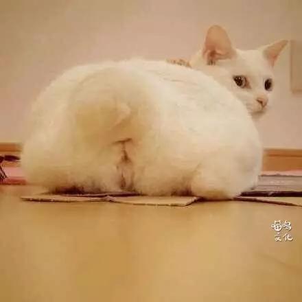 怎么分清公猫还是母猫,怎么分清是母猫还是公猫