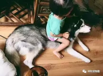 怎么养哈士奇养得比较大,养哈士奇怎么养得好