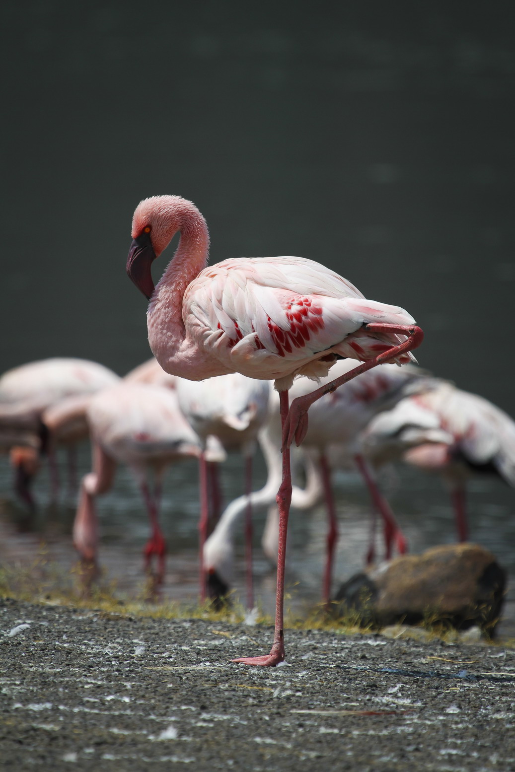 东非野生动物大迁徙纪录片视频,东非动物大迁徙纪录片摄影师