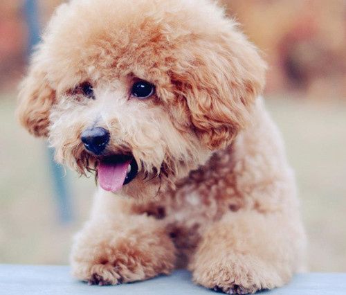 泰迪吃完打虫药精神状况不好也不肯吃饭！