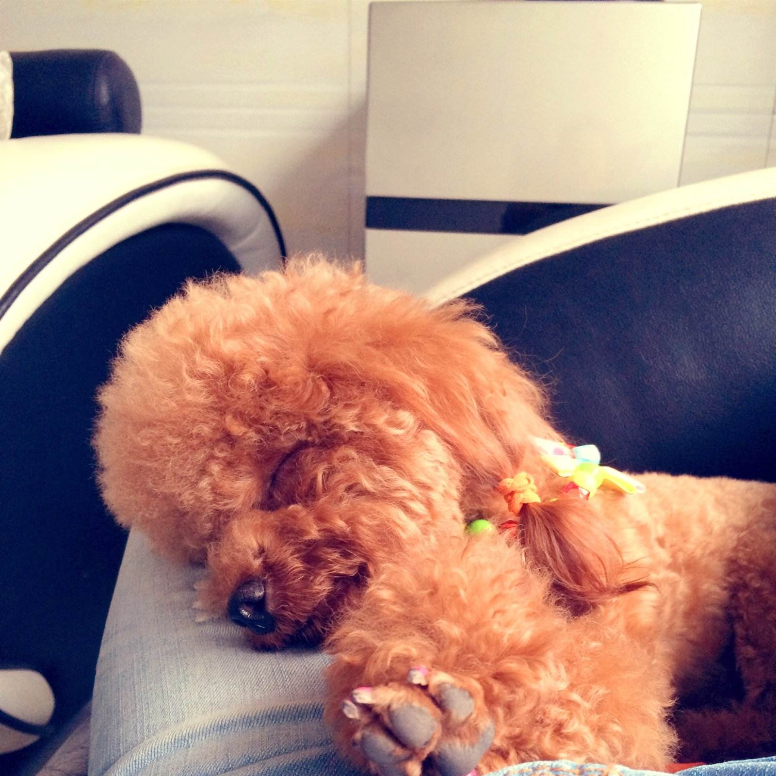 泰迪吃完打虫药精神状况不好也不肯吃饭！