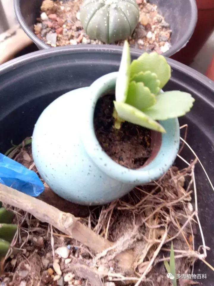 不死鸟的正确养法,如何养不死鸟