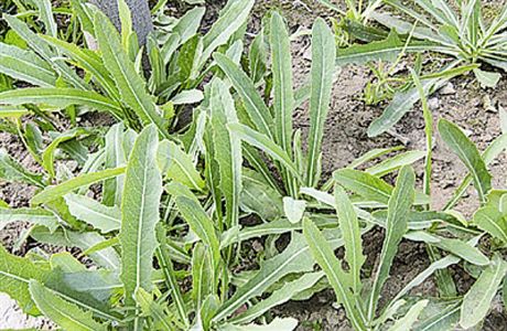 身边常见的中草药功效大全,常见中草药排名及功效