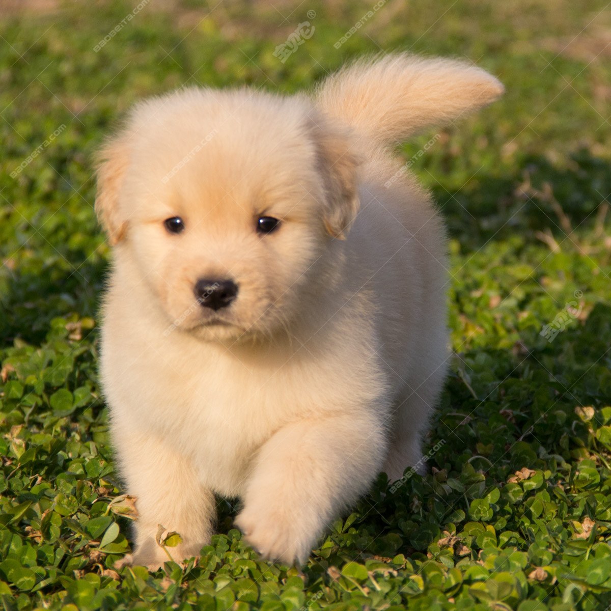 幼犬和成犬怎么养活的区别,6个月大型犬幼犬如何喂养