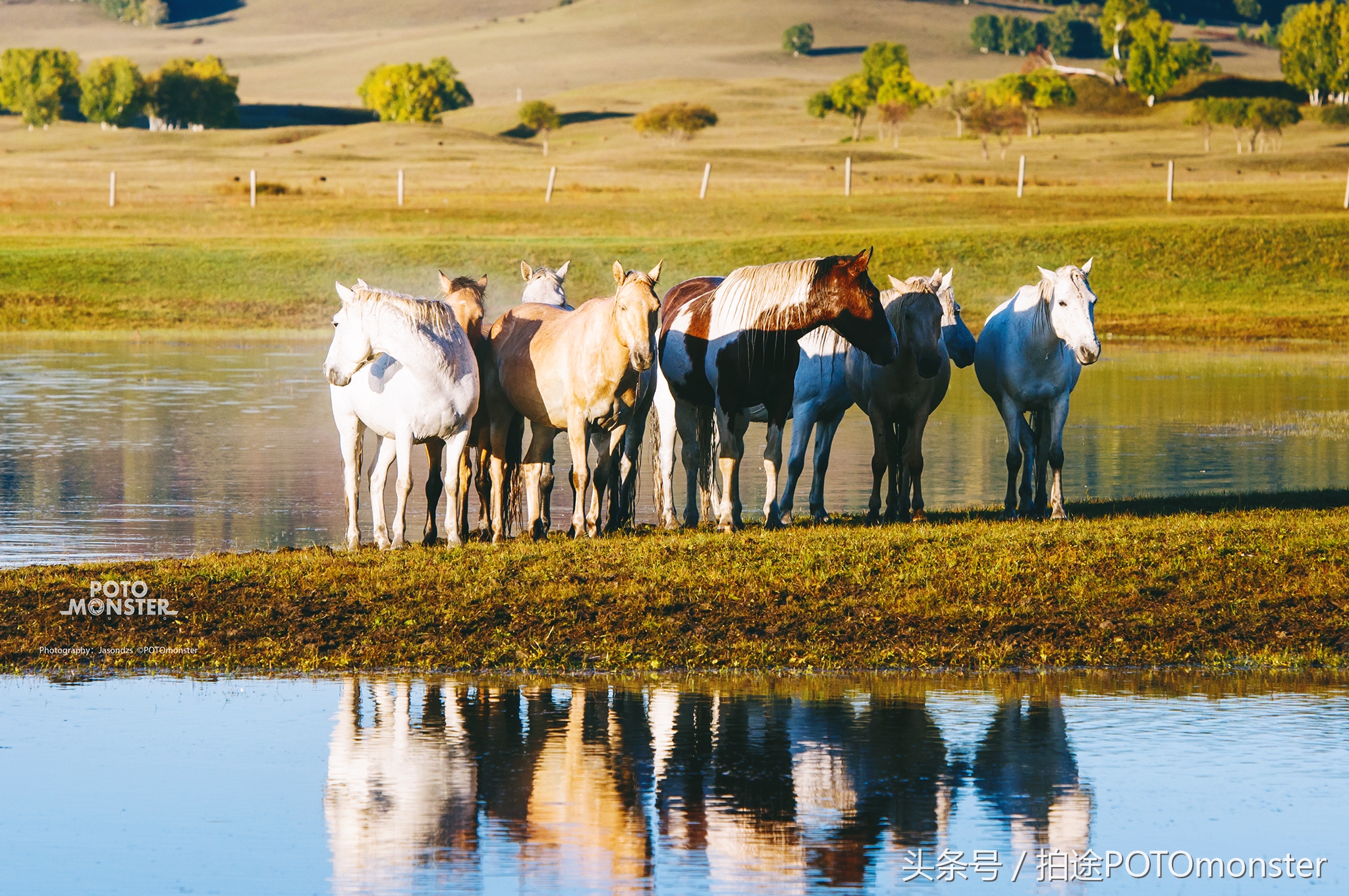 坝上草原奔马摄影作品,坝上草原拍奔马