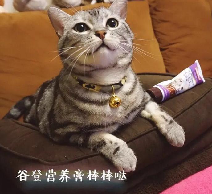 自制猫粮好还是买的猫粮好,自制猫粮配方最好十款猫粮