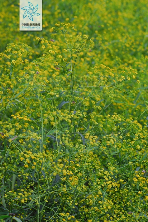 郝万山治疗慢性病,郝万山一个方子治一百种病